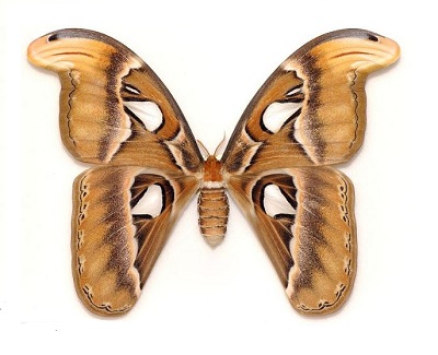 Attacus