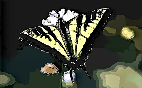 Swallowtail